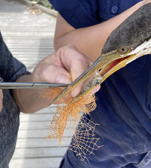 rescuers freeing darter